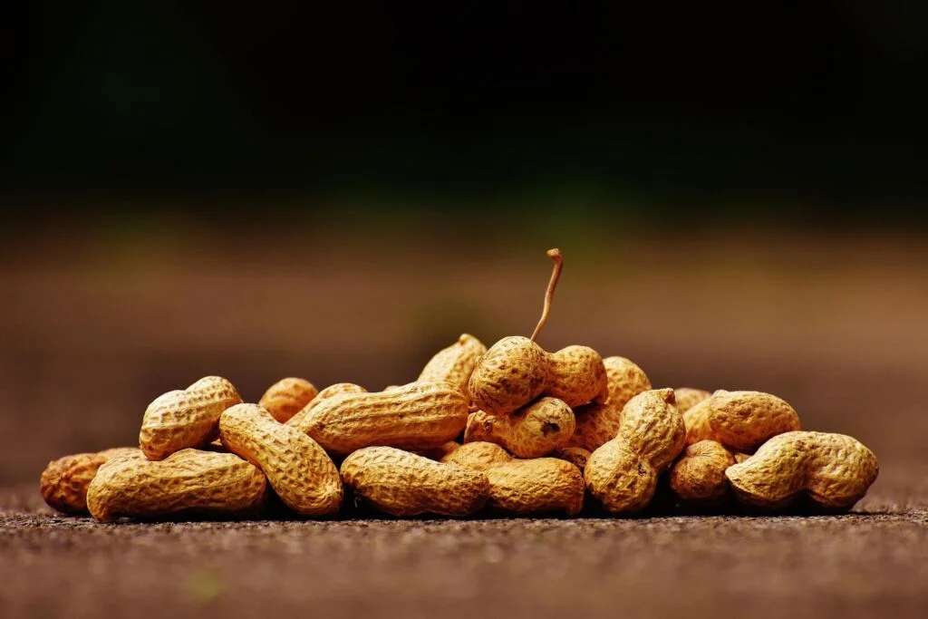 peanut picture